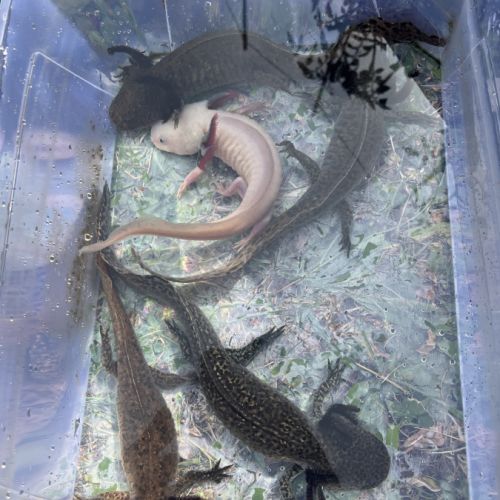 Axolotls femelles adultes (25-30cm) ! #1