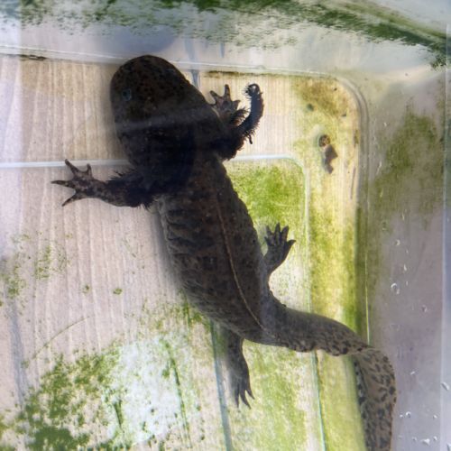 Axolotls femelles adultes (25-30cm) ! #0