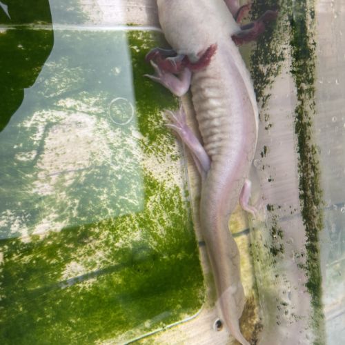 Axolotls femelles adultes (25-30cm) ! #4
