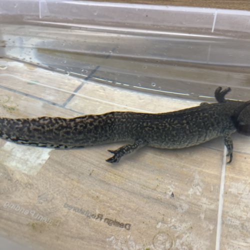 Axolotls femelles adultes (25-30cm) ! #6