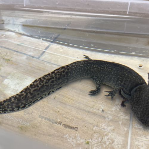Axolotls femelles adultes (25-30cm) ! #7