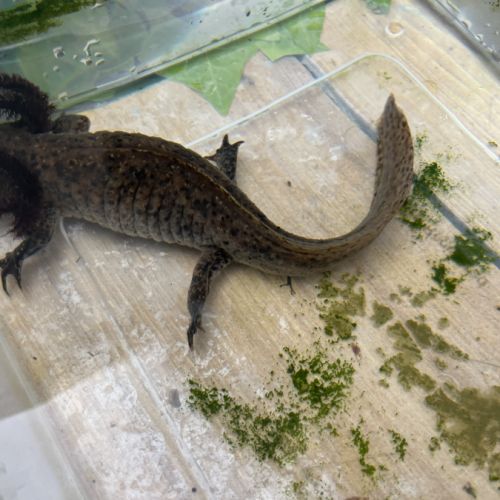 Axolotls femelles adultes (25-30cm) ! #8