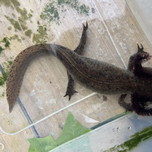 Axolotls femelles adultes (25-30cm) ! #9