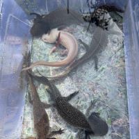Axolotls femelles adultes (25-30cm) ! #1