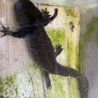 Axolotls femelles adultes (25-30cm) ! #3