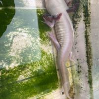 Axolotls femelles adultes (25-30cm) ! #4