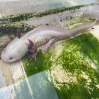 Axolotls femelles adultes (25-30cm) ! #5