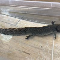 Axolotls femelles adultes (25-30cm) ! #6