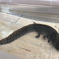 Axolotls femelles adultes (25-30cm) ! #7