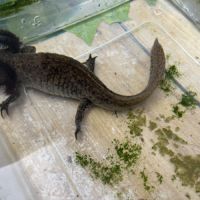 Axolotls femelles adultes (25-30cm) ! #8