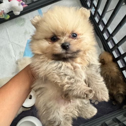 Pomeranians #1