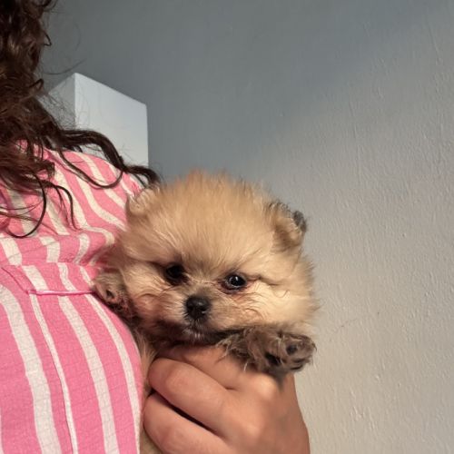 Pomeranians #0