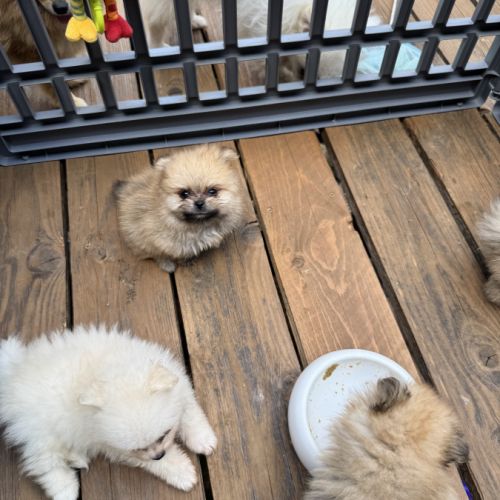 Pomeranians #5