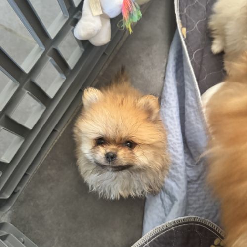 Pomeranians