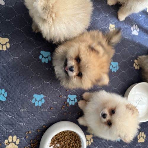 Pomeranians