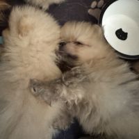 Pomeranians #2