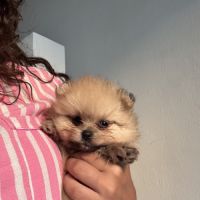 Pomeranians