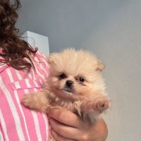 Pomeranians #4