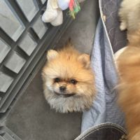 Pomeranians