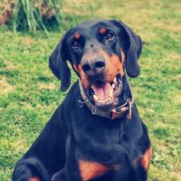 Doberman a donner