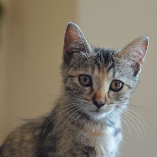Nova à l'adoption