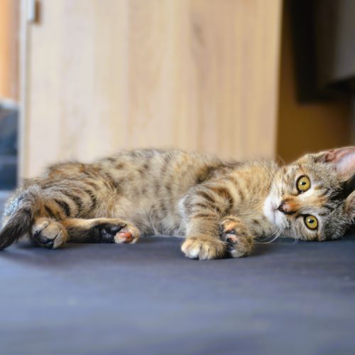 Nova à l'adoption #2