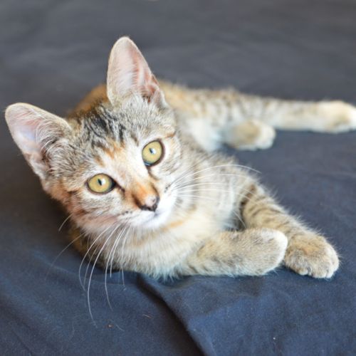 Nova à l'adoption #3