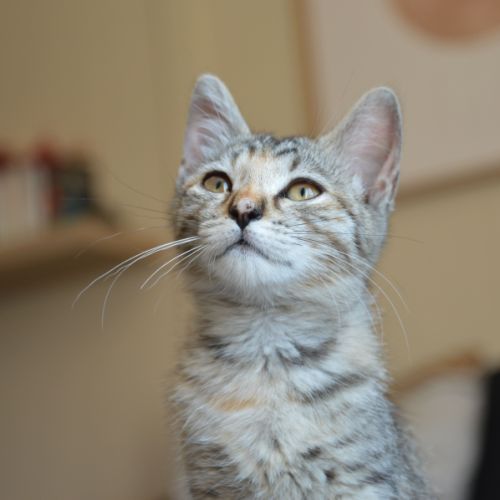 Nova à l'adoption #4