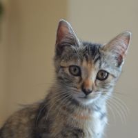 Nova à l'adoption #0