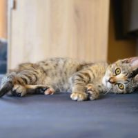 Nova à l'adoption #2