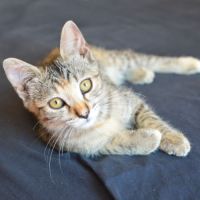 Nova à l'adoption #3
