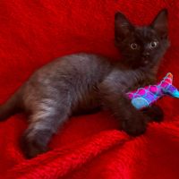 Baghera à l'adoption #1