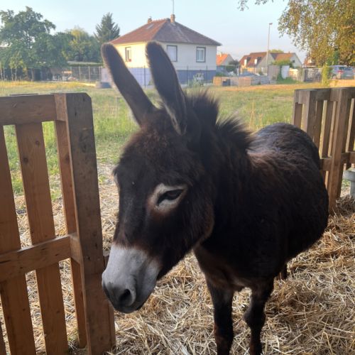 Cherche âne ânesse