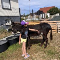 Cherche âne ânesse #3