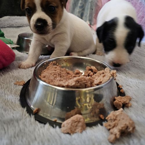 Femelles jack russel a vendre #1