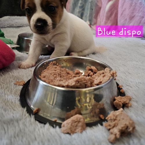 Femelles jack russel a vendre
