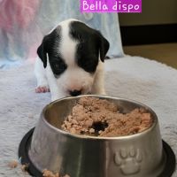 Femelles jack russel a vendre #2