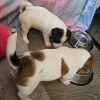 Femelles jack russel a vendre #4