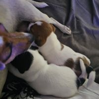 Femelles jack russel a vendre #5