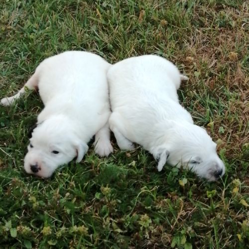 Chiots setter anglais à vendre
