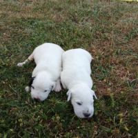 Chiots setter anglais à vendre #1