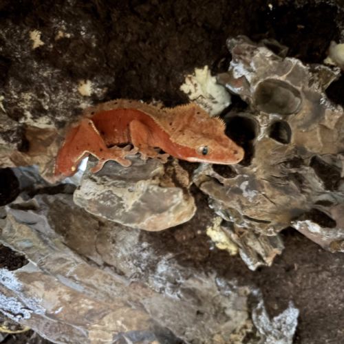 Vendre ou à échanger – 3 geckos à crête mâles #1