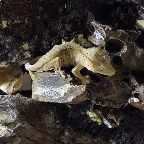 Vendre ou à échanger – 3 geckos à crête mâles