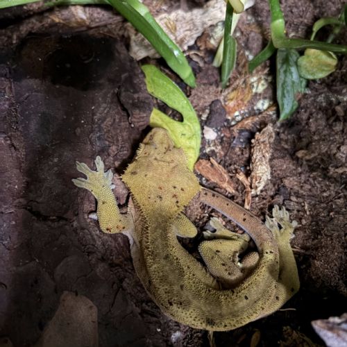 Vendre ou à échanger – 3 geckos à crête mâles #4
