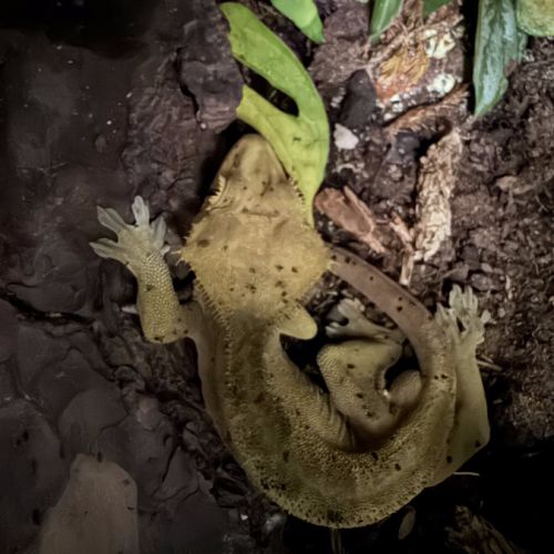 Vendre ou à échanger – 3 geckos à crête mâles #5