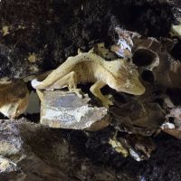 Vendre ou à échanger – 3 geckos à crête mâles