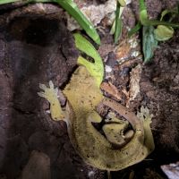 Vendre ou à échanger – 3 geckos à crête mâles #4