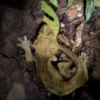 Vendre ou à échanger – 3 geckos à crête mâles #5