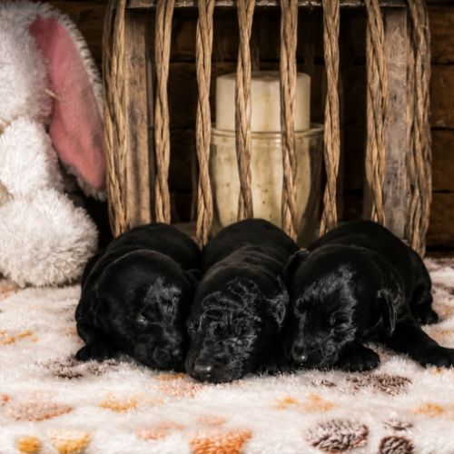 À réserver chiots caniche nain non lof #0