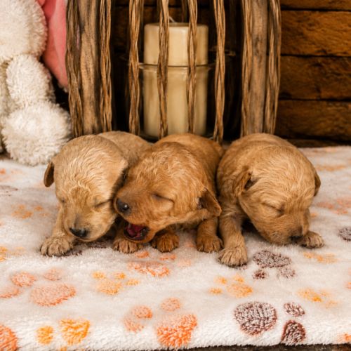 À réserver chiots caniche nain non lof #2